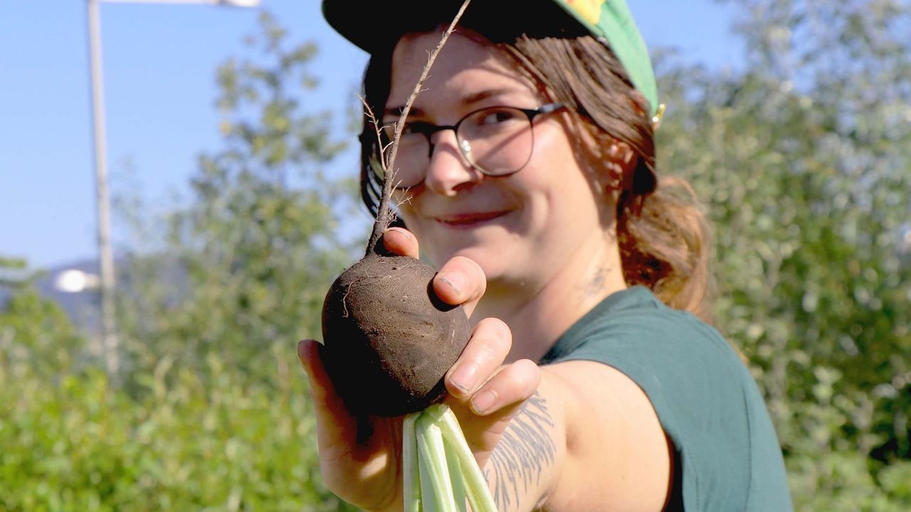 Svartnepe. Det bugner av grønnsaker på Losæter